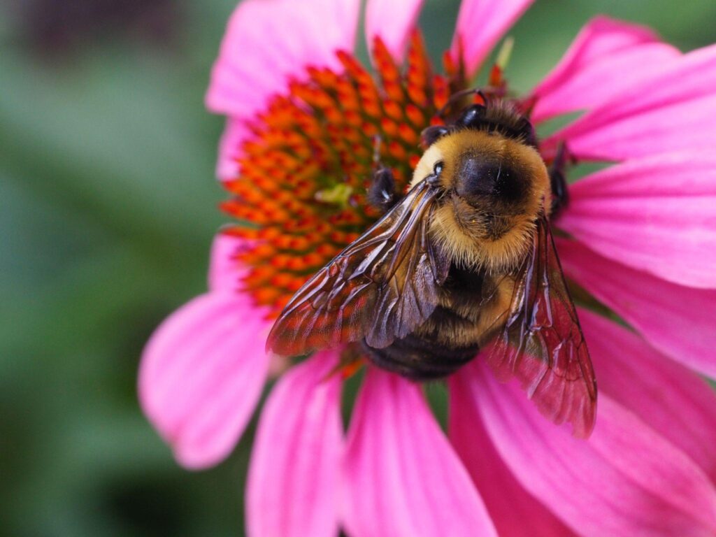 An image of a bumblebee on a pink flower