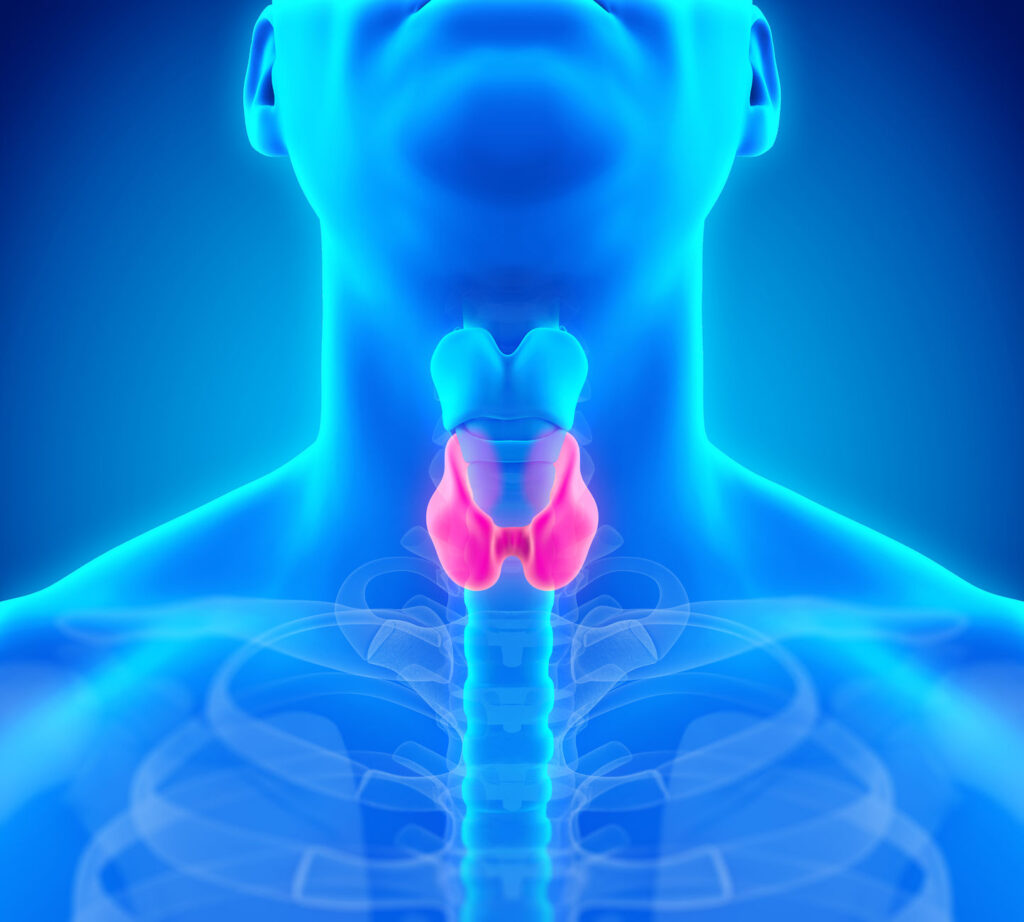A 3D render image of a man's throat with his thyroid highlighted